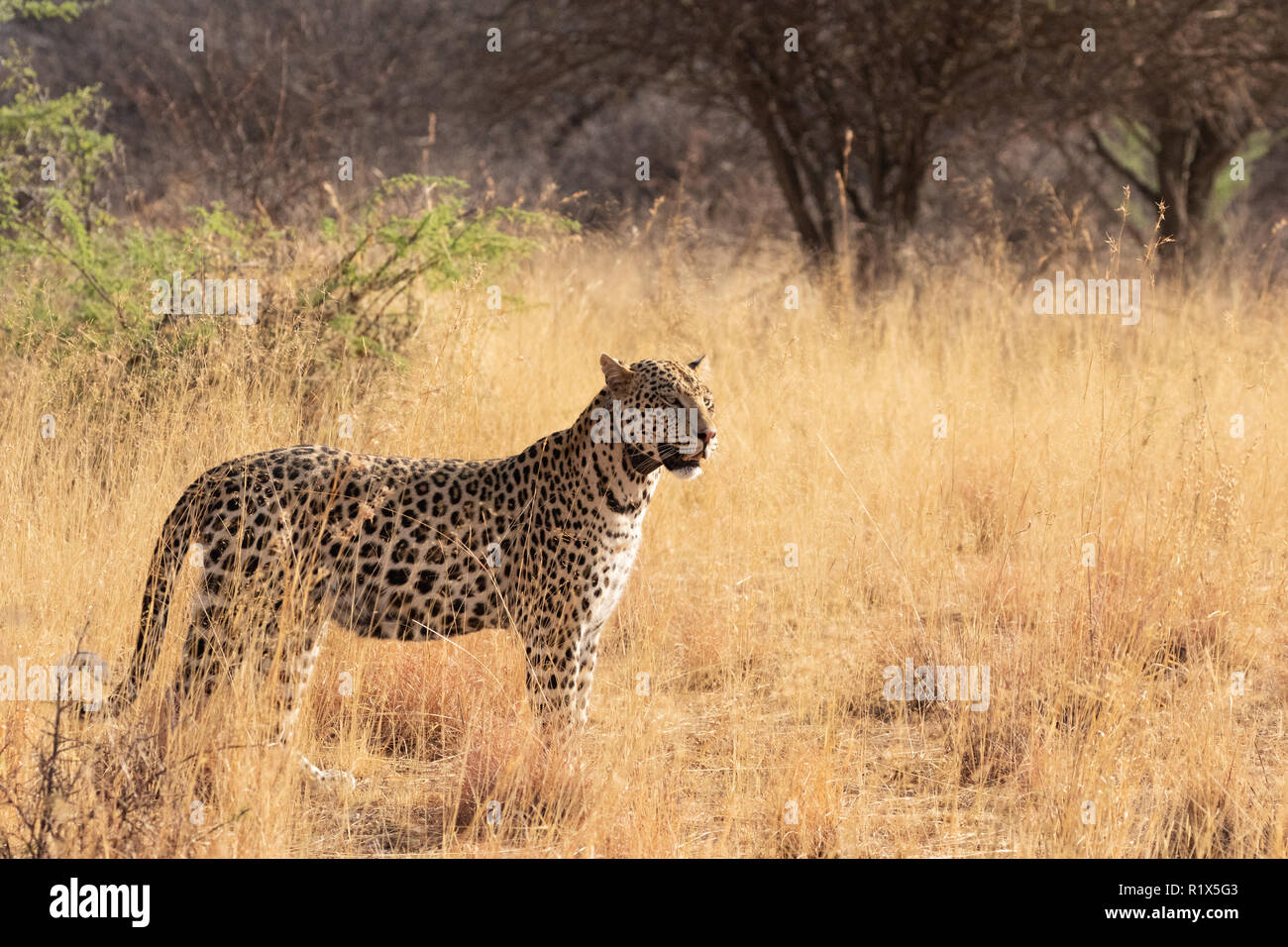 Africa leopard - one adult male leopard ( Panthera Pardus ), A collared leopard which can be tracked; Africat Foundation, Okonjima, Namibia Africa Stock Photo
