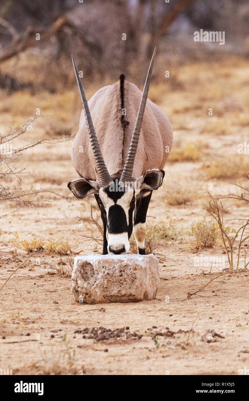 Wildlife Conservation - an Oryx licking a lump of salt, Okonjima Nature Reserve, Okonjima, Namibia Africa Stock Photo