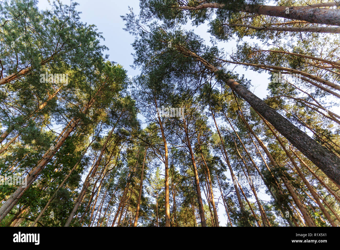 Bottom view pine trees summer hi-res stock photography and images - Alamy