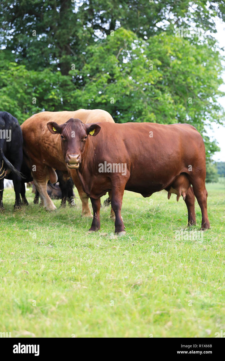 British Cattle Breed Stock Photos & British Cattle Breed Stock Images Alamy