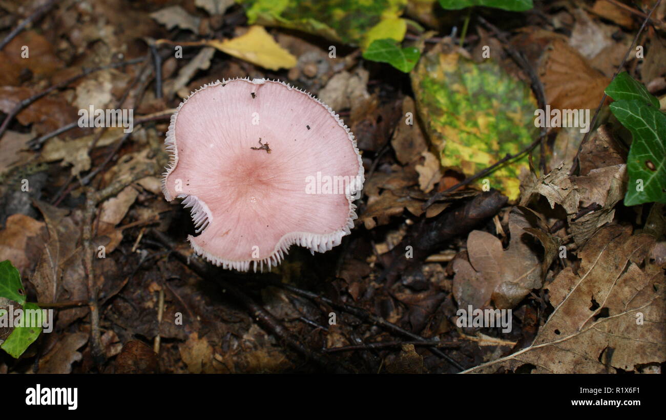 Pink Flesh Coloured Fungus Stock Photo