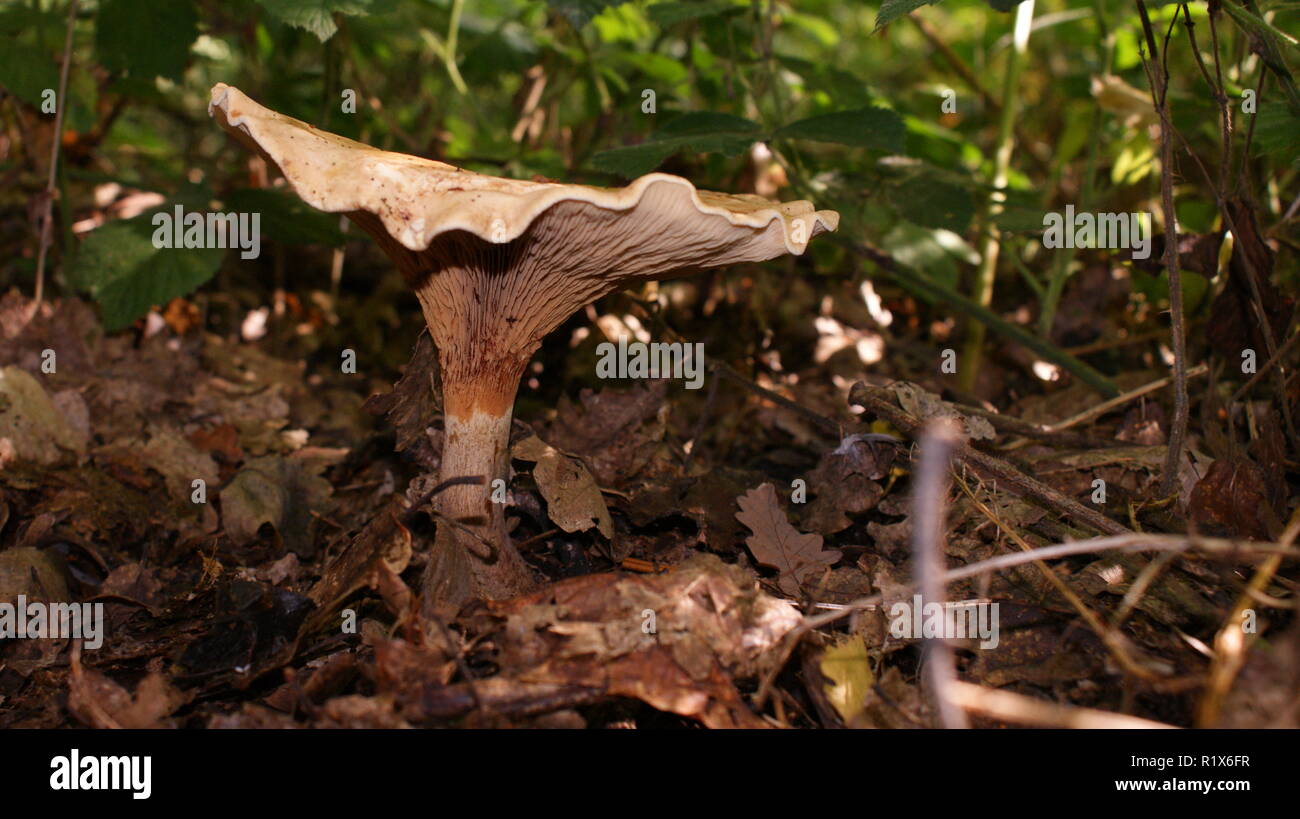 Brown Rim Fungus Stock Photo