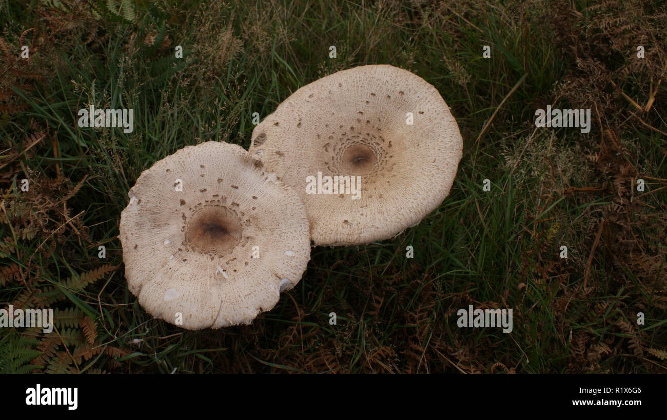 Field Fungi Stock Photo