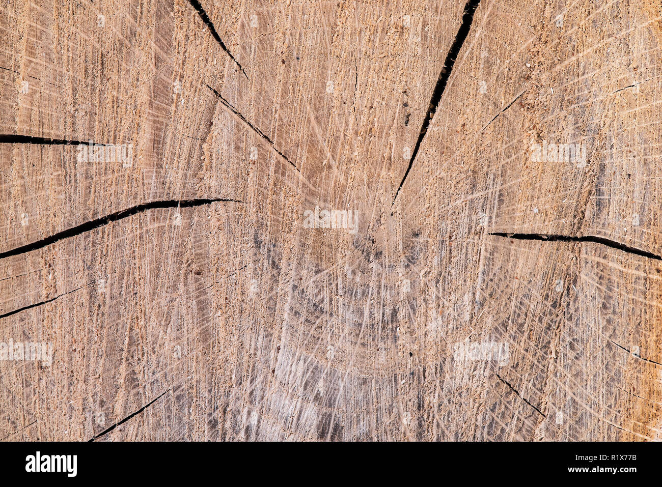 Cross section of oak tree, sample. Annual rings on surface, cracks and ...