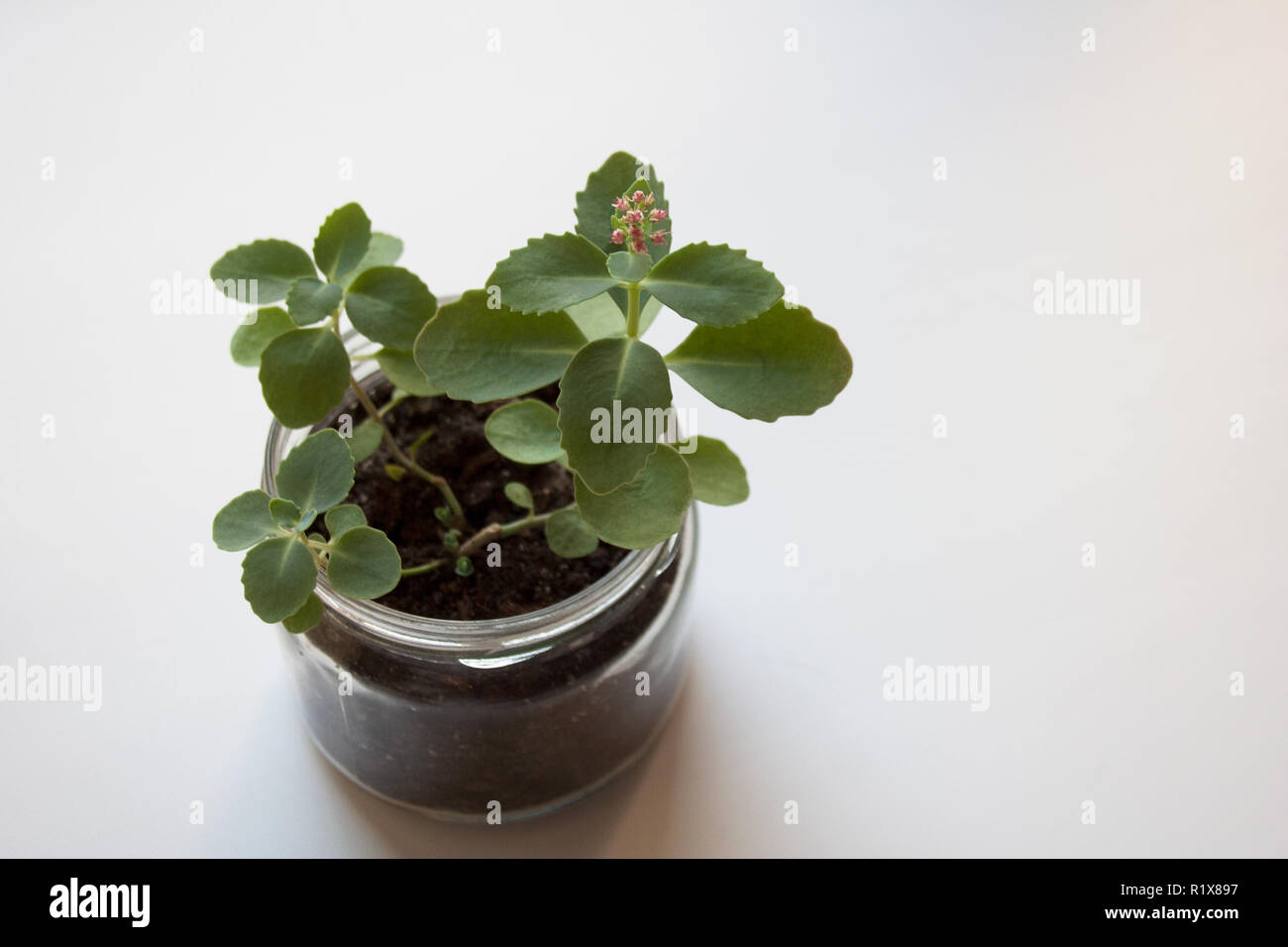 Sedum sieboldii Autumn Joy plant in small glass jar blossoming with pink flowers isolated on white background Stock Photo