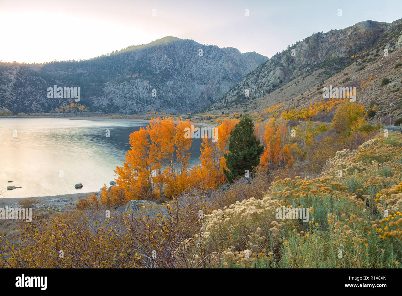 Green rabbitbrush and the fall foliage aspens aong the road at Grant Lake at June Lake Loop, June Lake, California, United States. Stock Photo