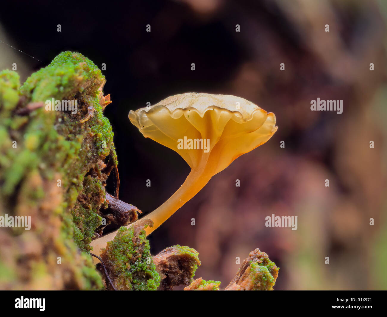 Tiny mushroom growing on a rotten tree log. Stock Photo