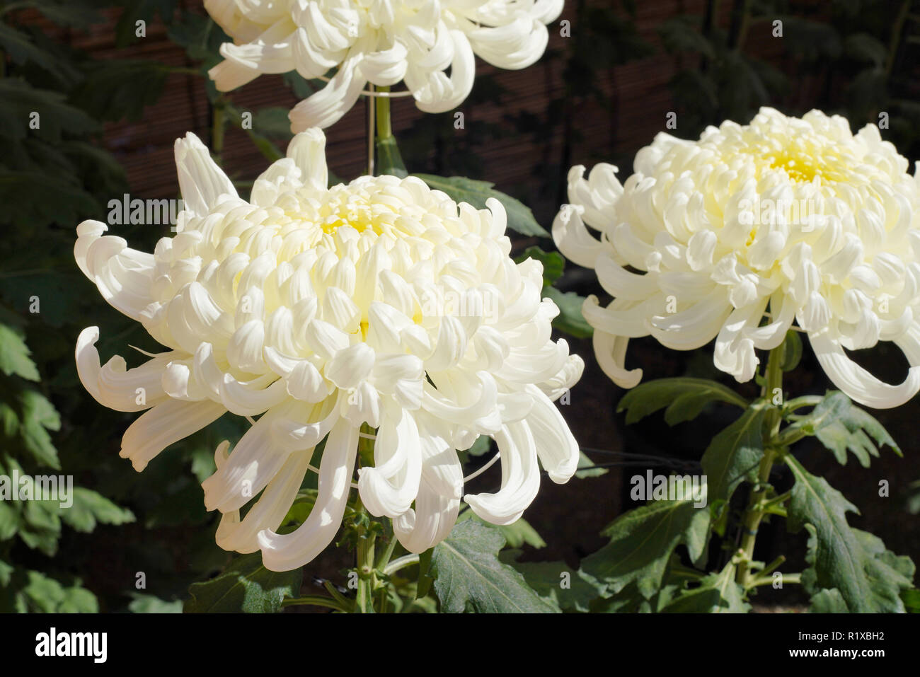 Asia chrysanthemum hi-res stock photography and images - Alamy