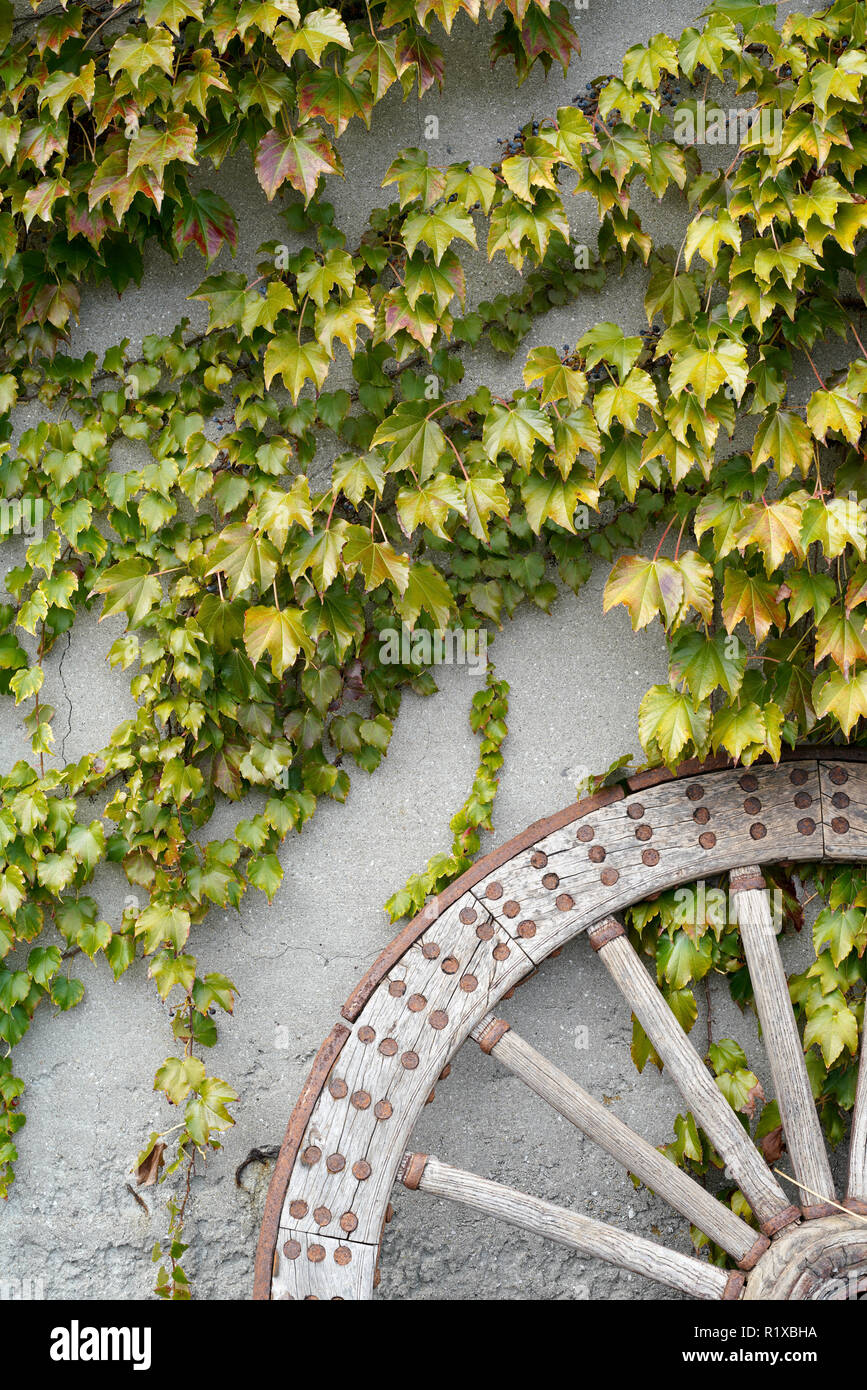 Antique and weathered wood cart wheel with vine leaves Stock Photo - Alamy