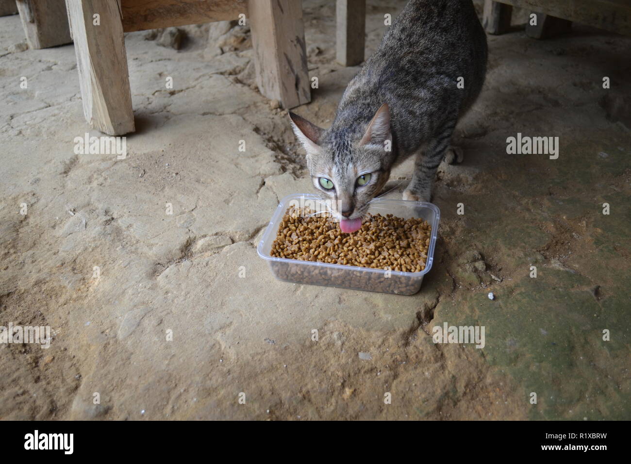Feed Stray Cats Stock Photo Alamy