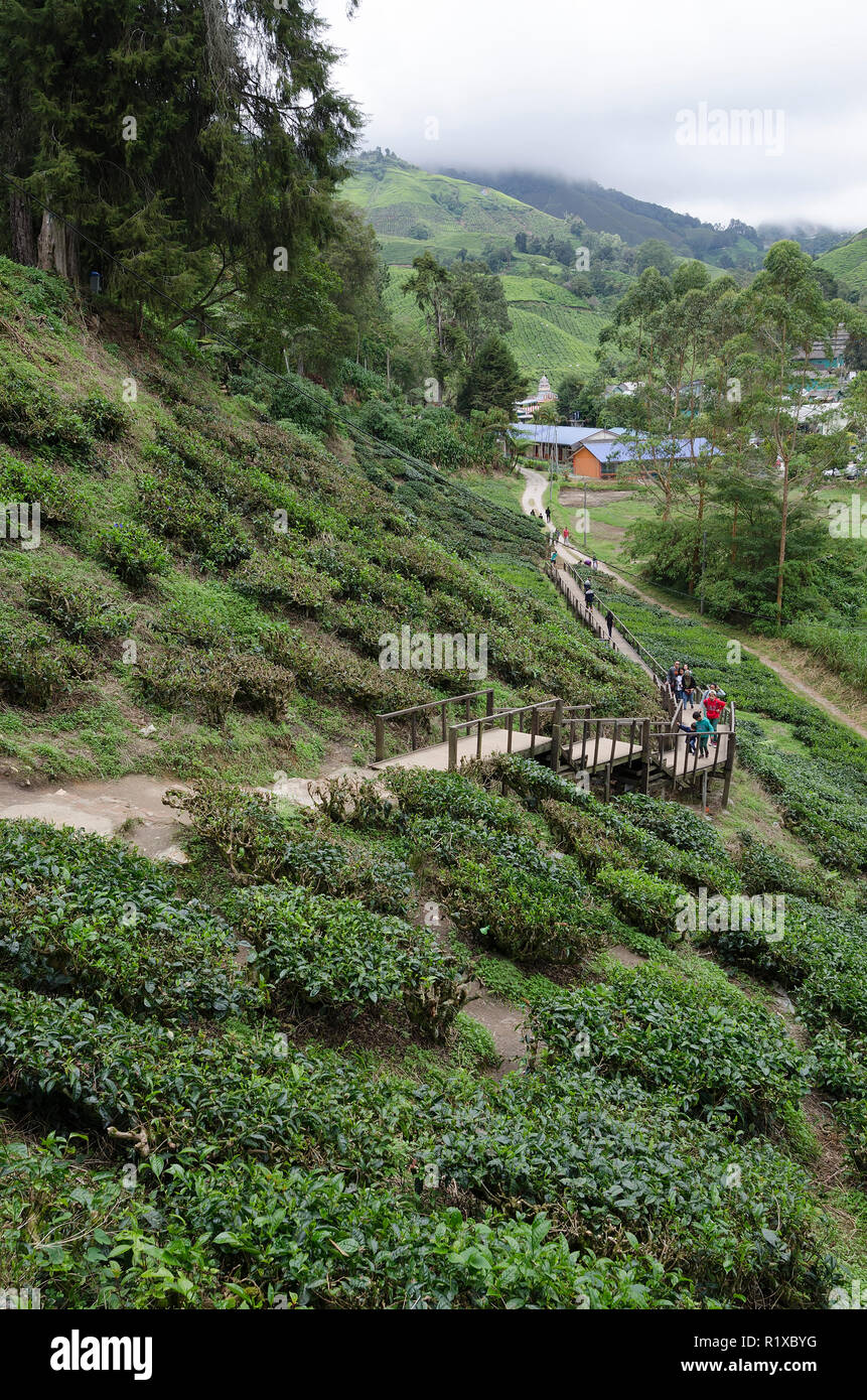 Sungai Palas Boh Tea Plantation High Resolution Stock Photography And Images Alamy
