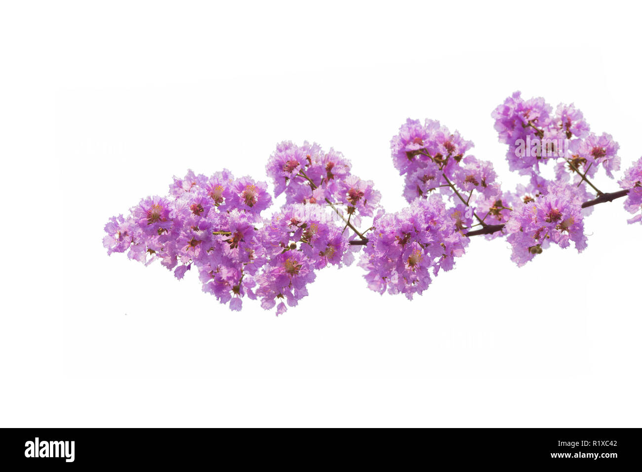 Lagerstroemia floribunda flower, also known as Thai crape myrtle and kedah bungor, is a species of flowering plant in the Lythraceae family. It is nat Stock Photo