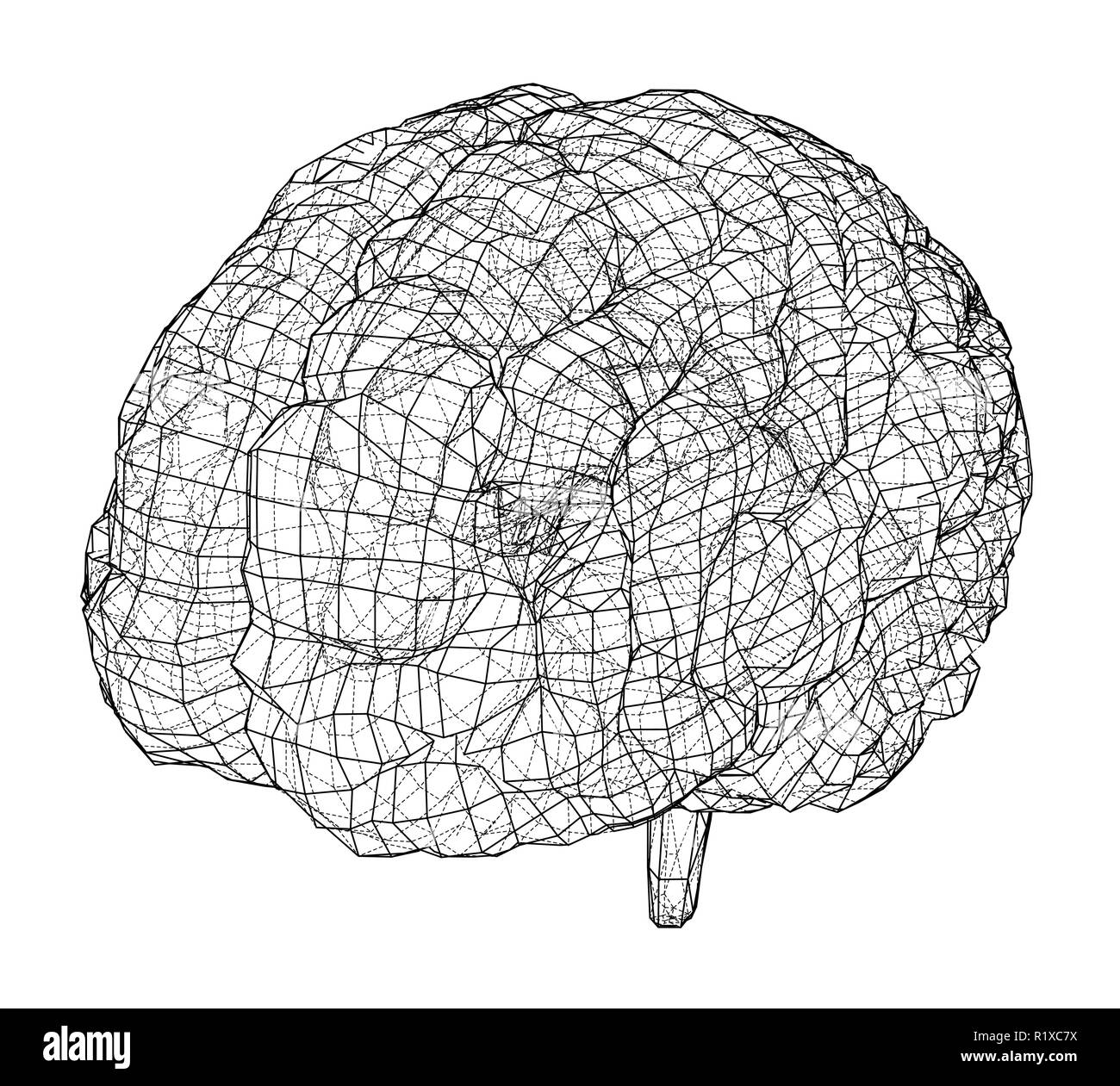 3D outline brain. Vector rendering of 3d Stock Vector