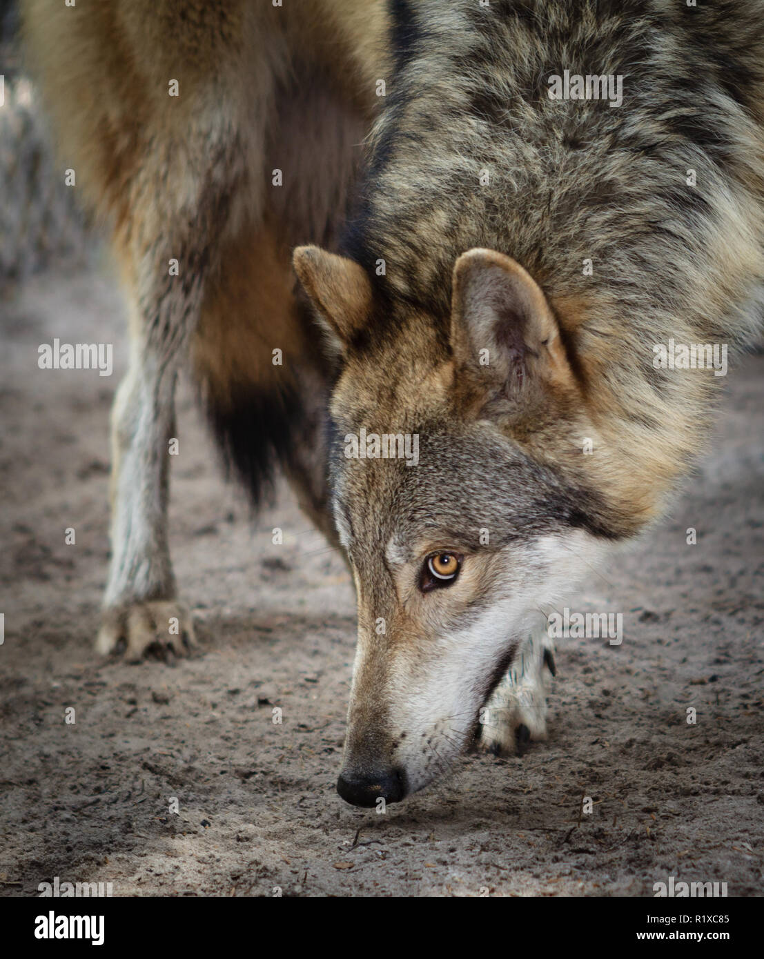 Close up grey wolf hi-res stock photography and images - Alamy