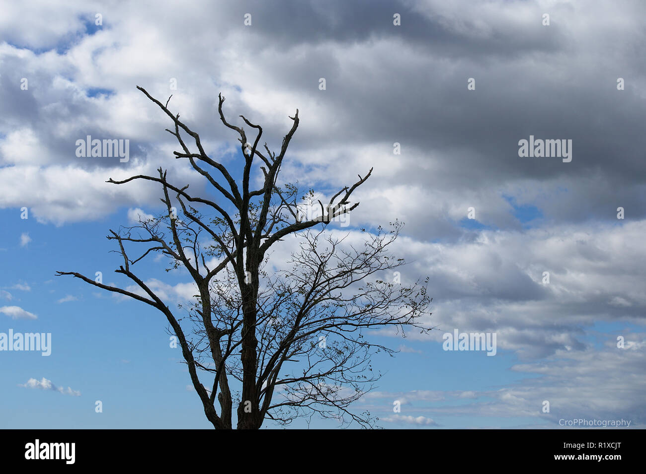 dead tree silhouette against blue sky with clouds Stock Photo - Alamy