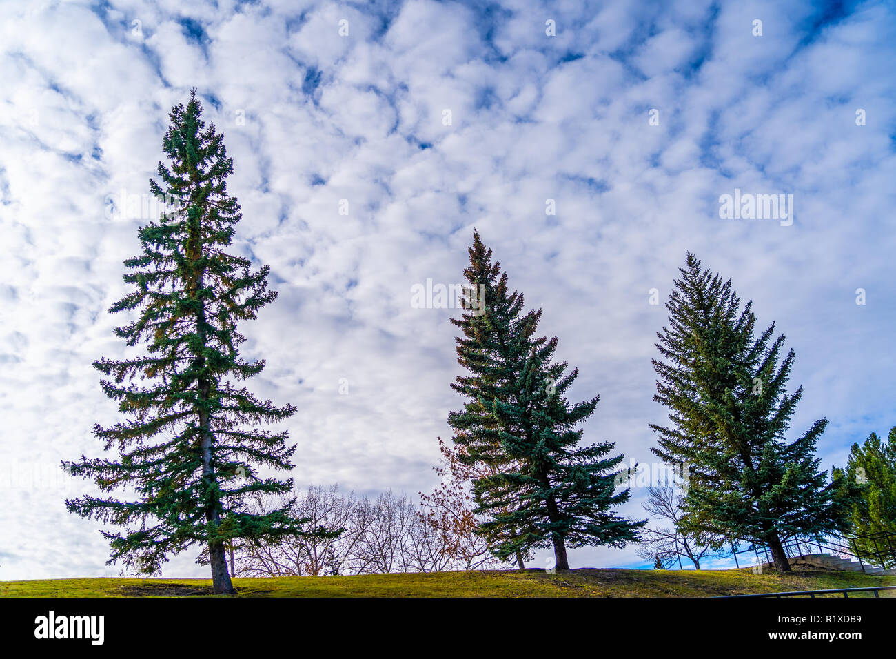 Trees in urban park with cloudy sky as background Stock Photo - Alamy