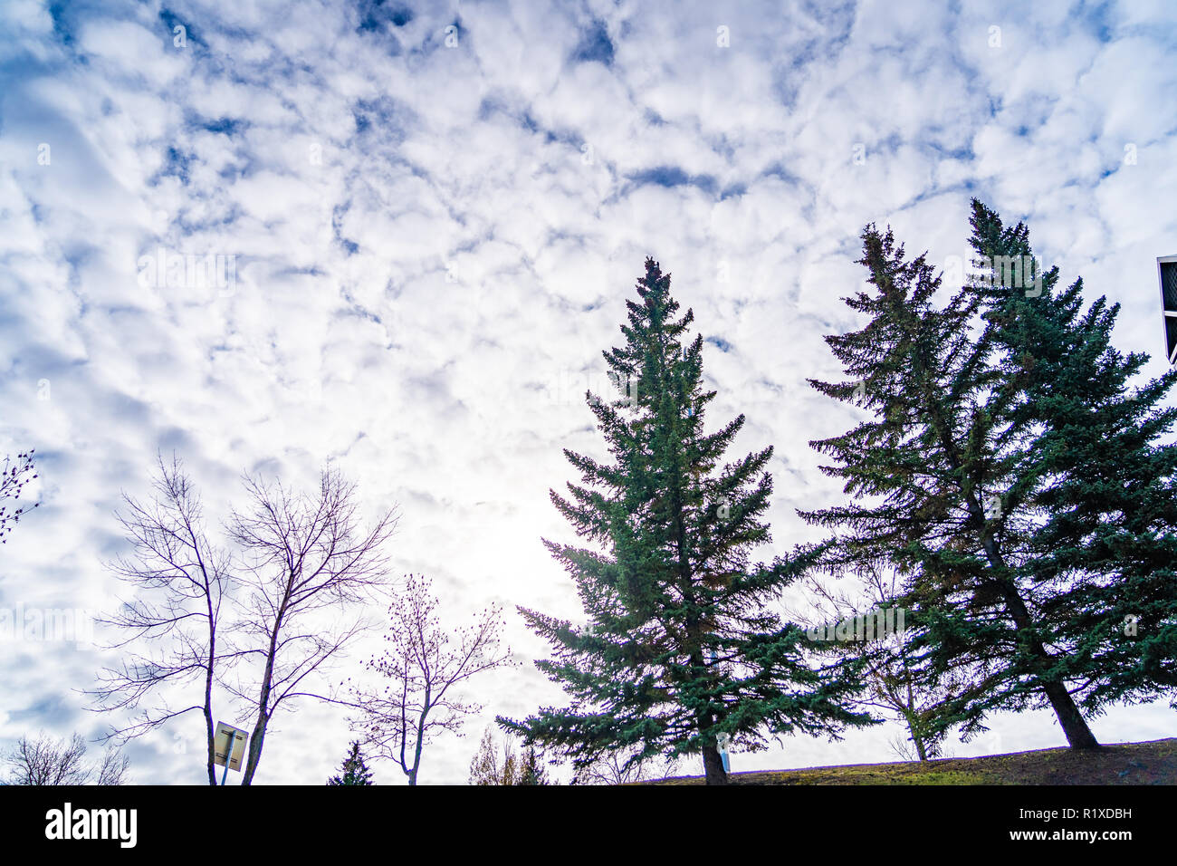 Trees in urban park with cloudy sky as background Stock Photo - Alamy