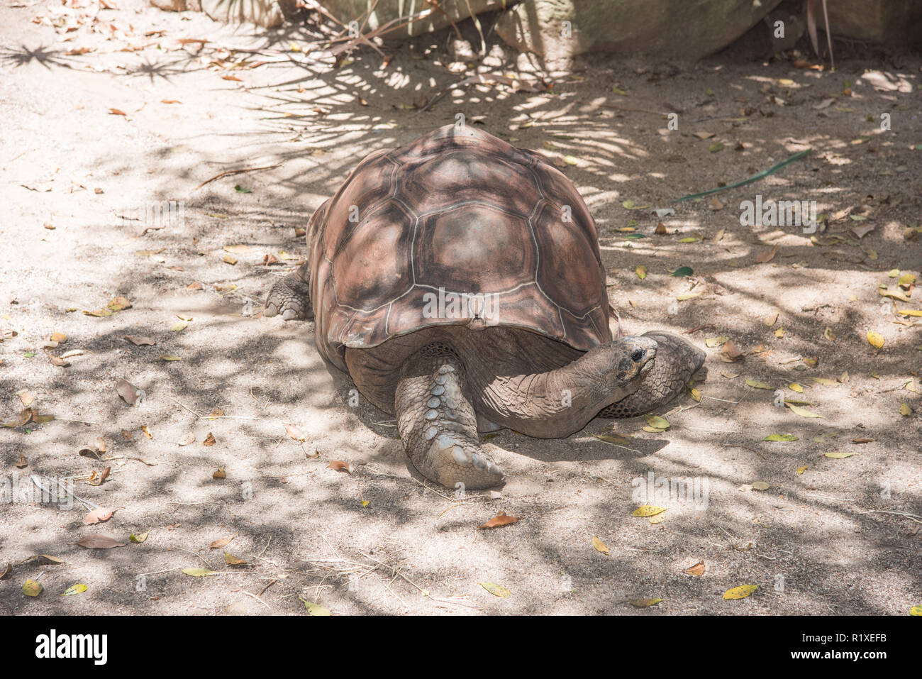 Sydney, New South Wales, Australia-December 21,2016:  Large Galapagos tortoise in an outdoor enclosure at the Taronga Zoo in Sydney, Australia Stock Photo