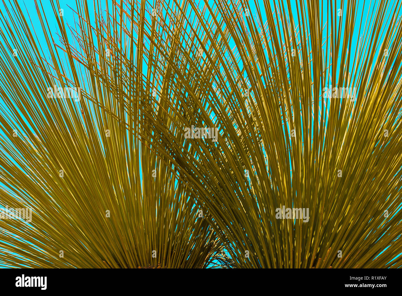 Tropical palm leaves background Stock Photo