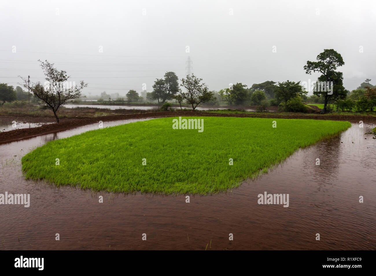 Paddyfield ready for sowing around Tamhini Ghat and Mulshi Dam in western ghats of Pune, Maharashtra, India. Stock Photo