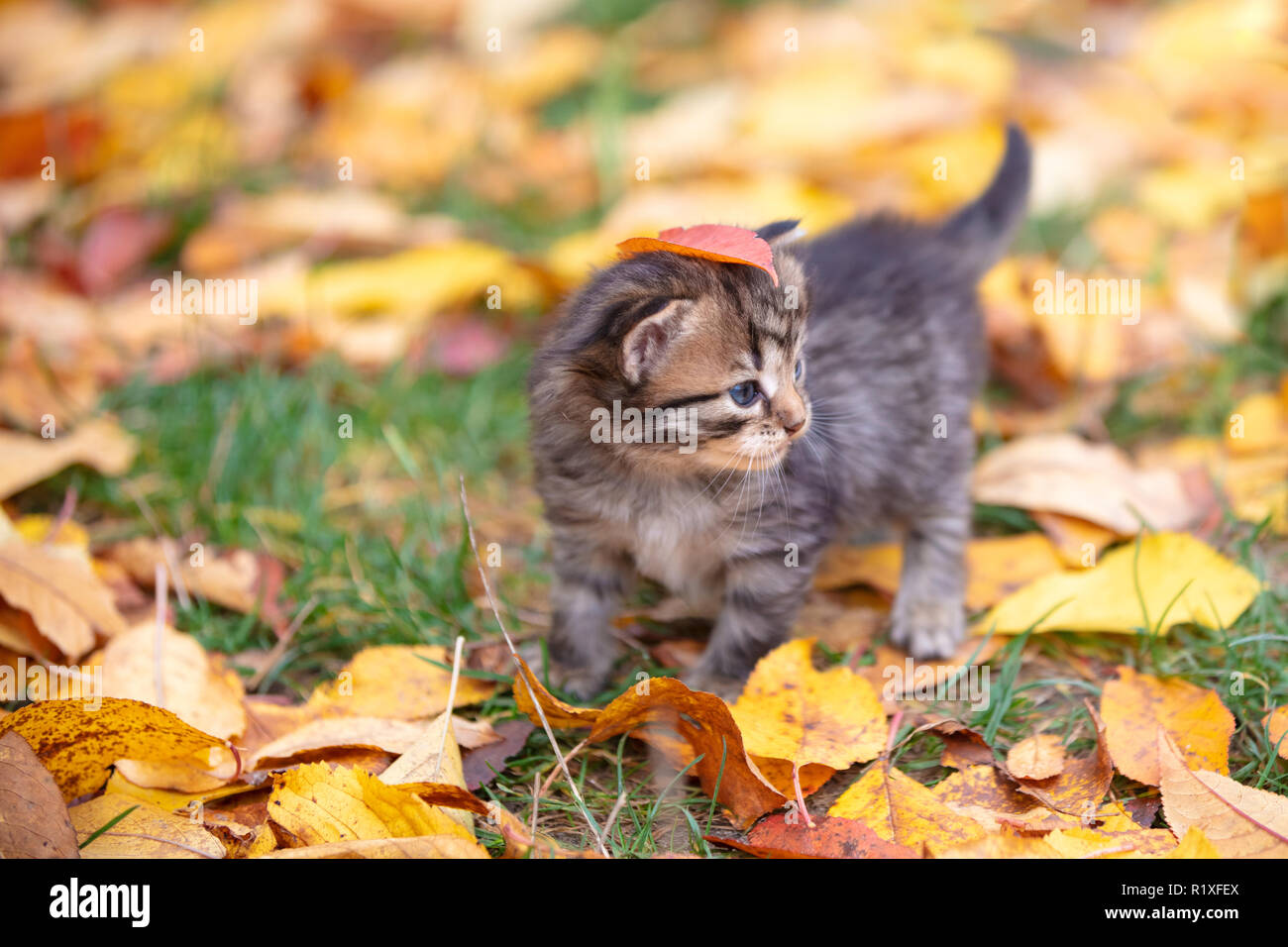 The cute striped kitten is walking on fallen leaves in the autumn garden Stock Photo