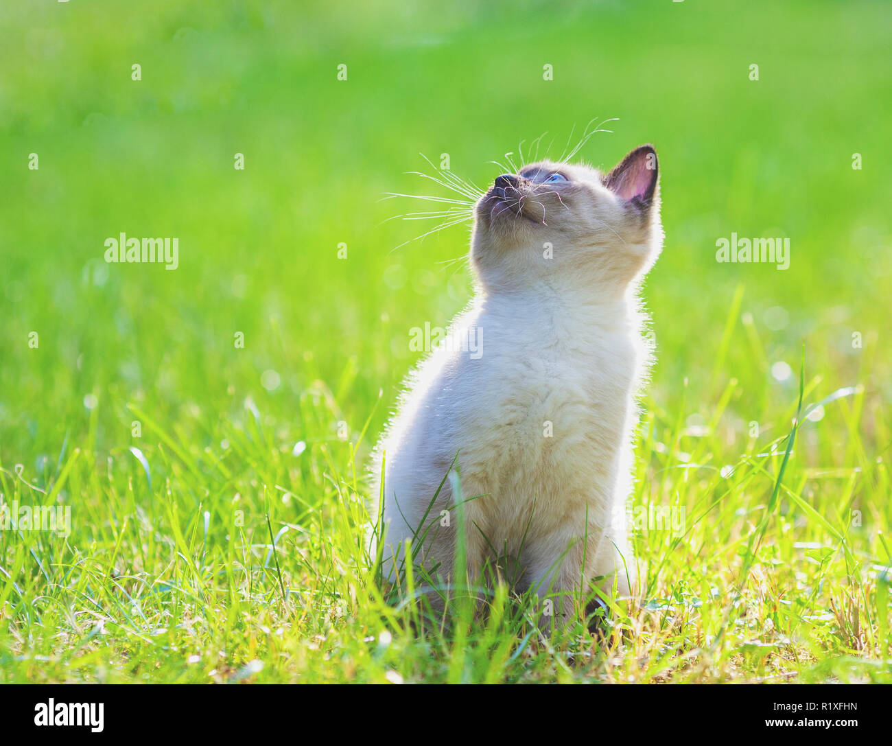 Cute little siamese kitten walking on the grass Stock Photo - Alamy