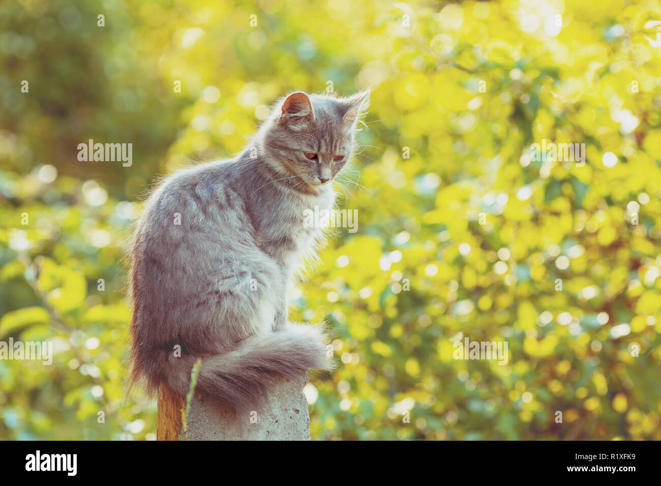 Cat sitting on a concrete pillar hi-res stock photography and images ...