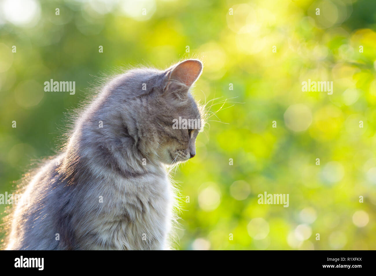 Siberian cat sitting in the garden in summer Stock Photo - Alamy