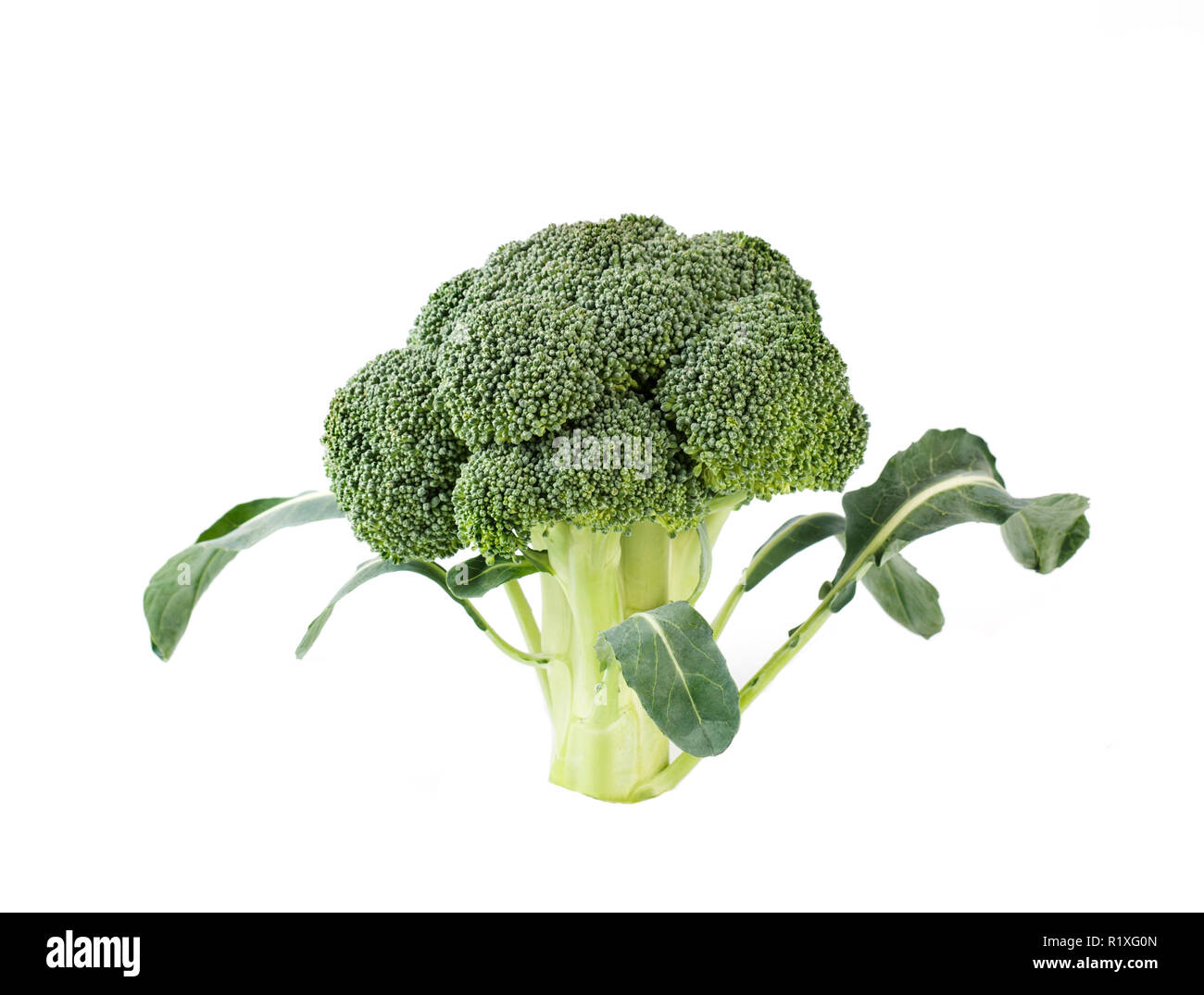 Broccol..Close up view of raw broccoli on white background. Stock Photo