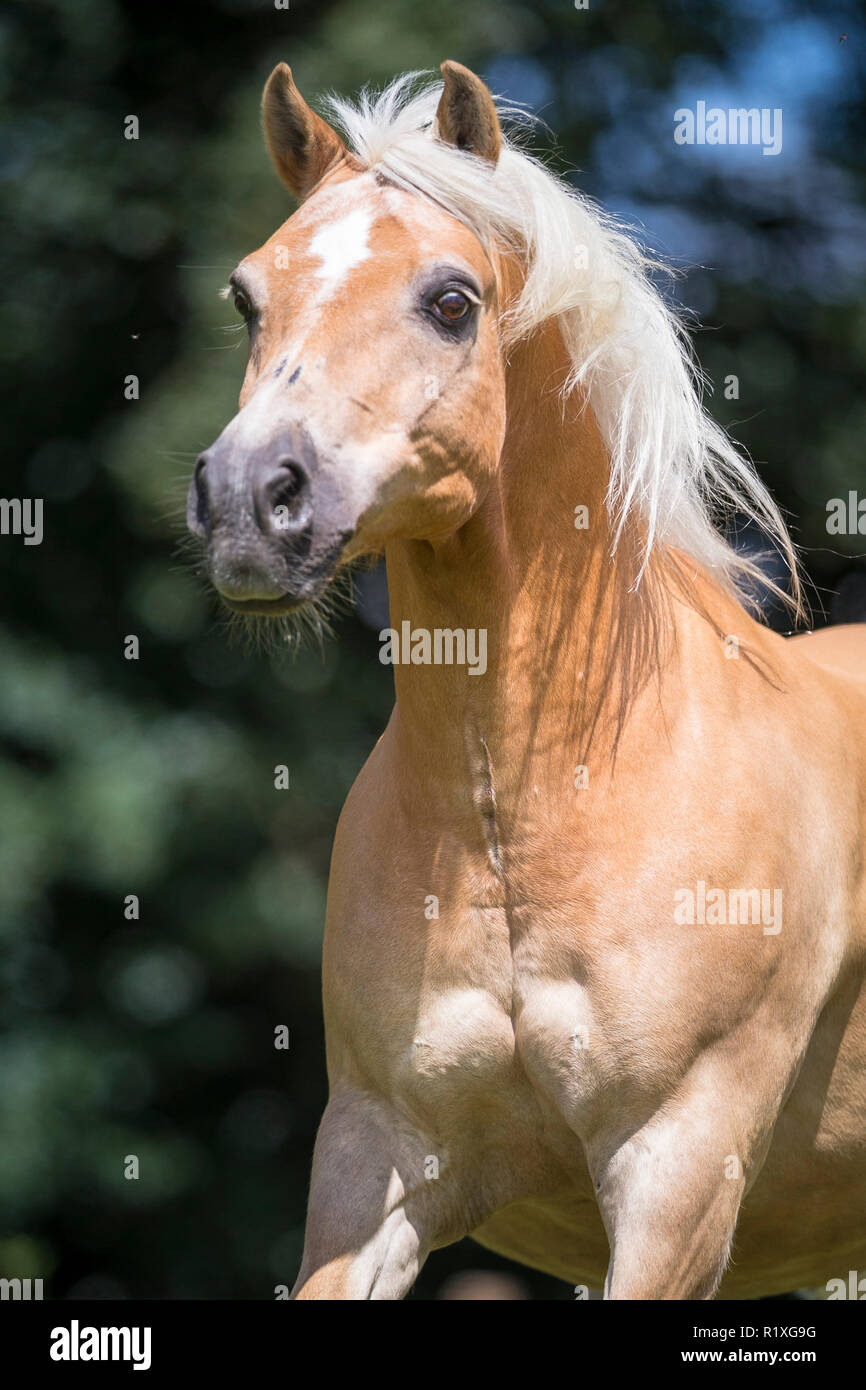 Haflinger Horse. Portrait of adult with mane flowing. Germany Stock Photo
