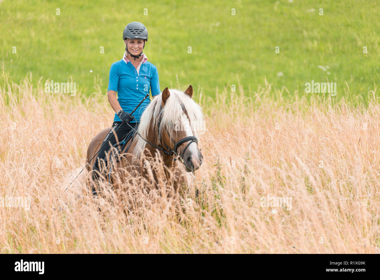 Black Forest Horse. Rider on a gelding standing in tall grass. Germany. Stock Photo