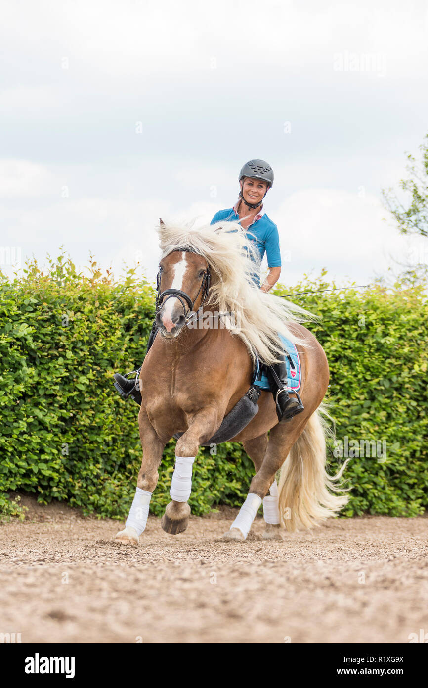 Black Forest Horse. Rider galloping on a gelding across a riding place