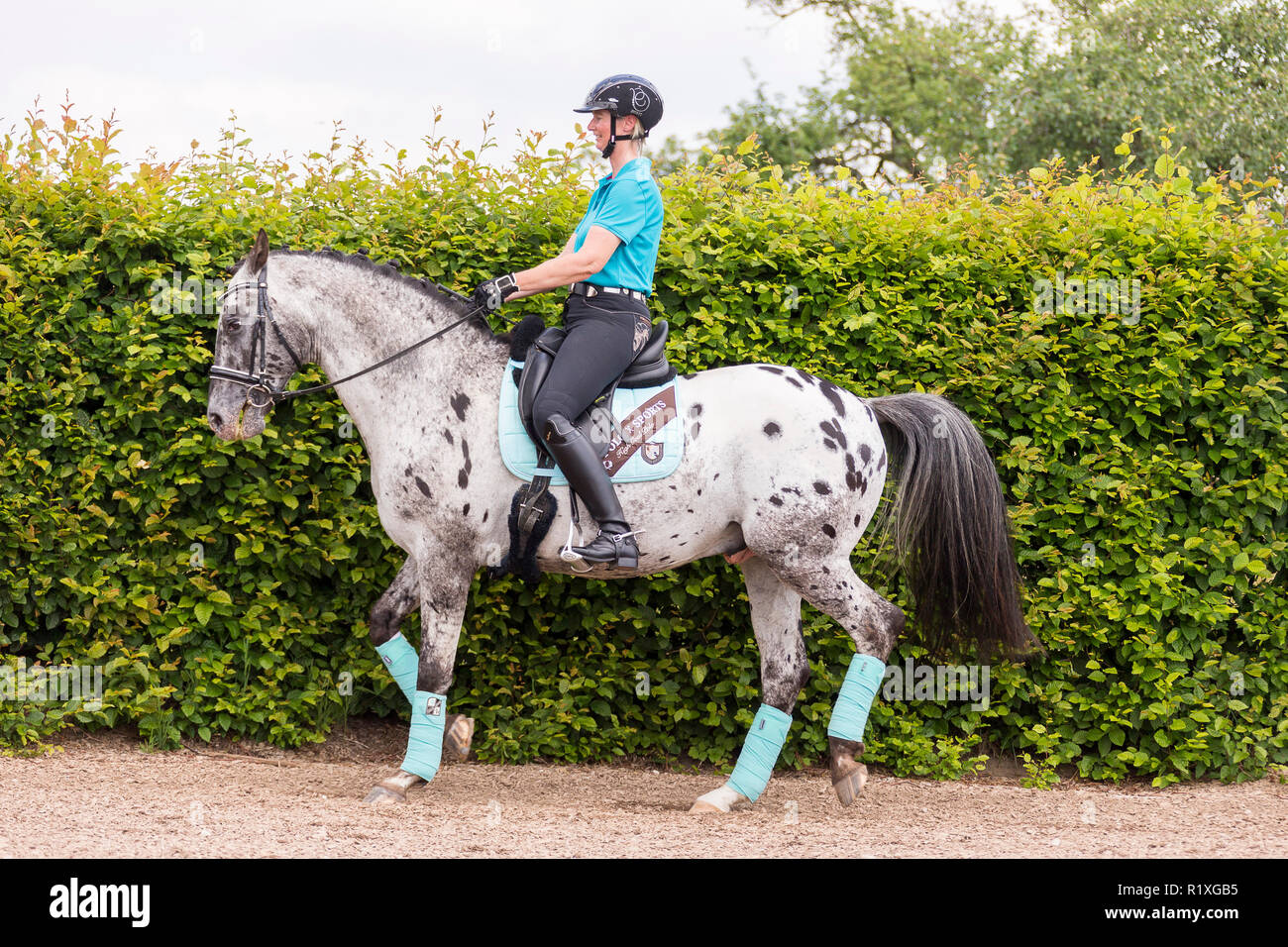 Knabstrup Horse. Woman rider on a leopard-spotted stallion on a riding place, performing a rein-back. Germany Stock Photo