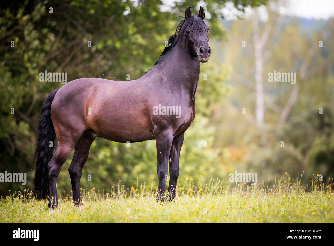 Pure Spanish Horse, Andalusian. Black gelding standing on a meadow
