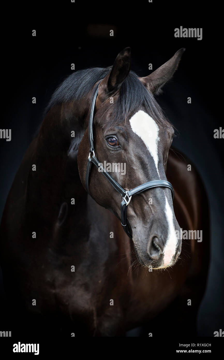 Oldenburg Horse. Portrait of black gelding seen against a black background. Germany Stock Photo
