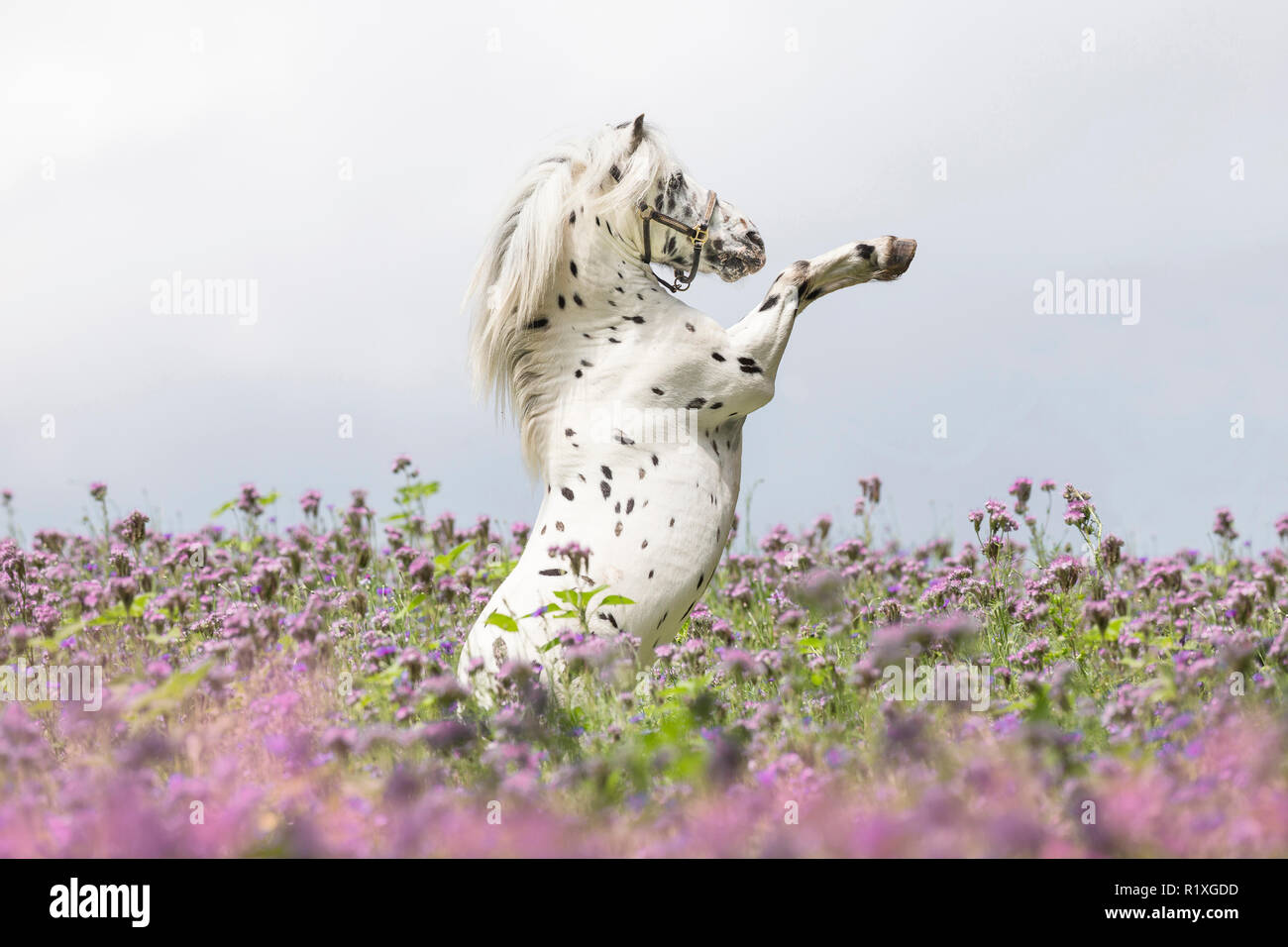 Shetland Rearing Appaloosa horse rearing hi-res stock photography and images - Alamy