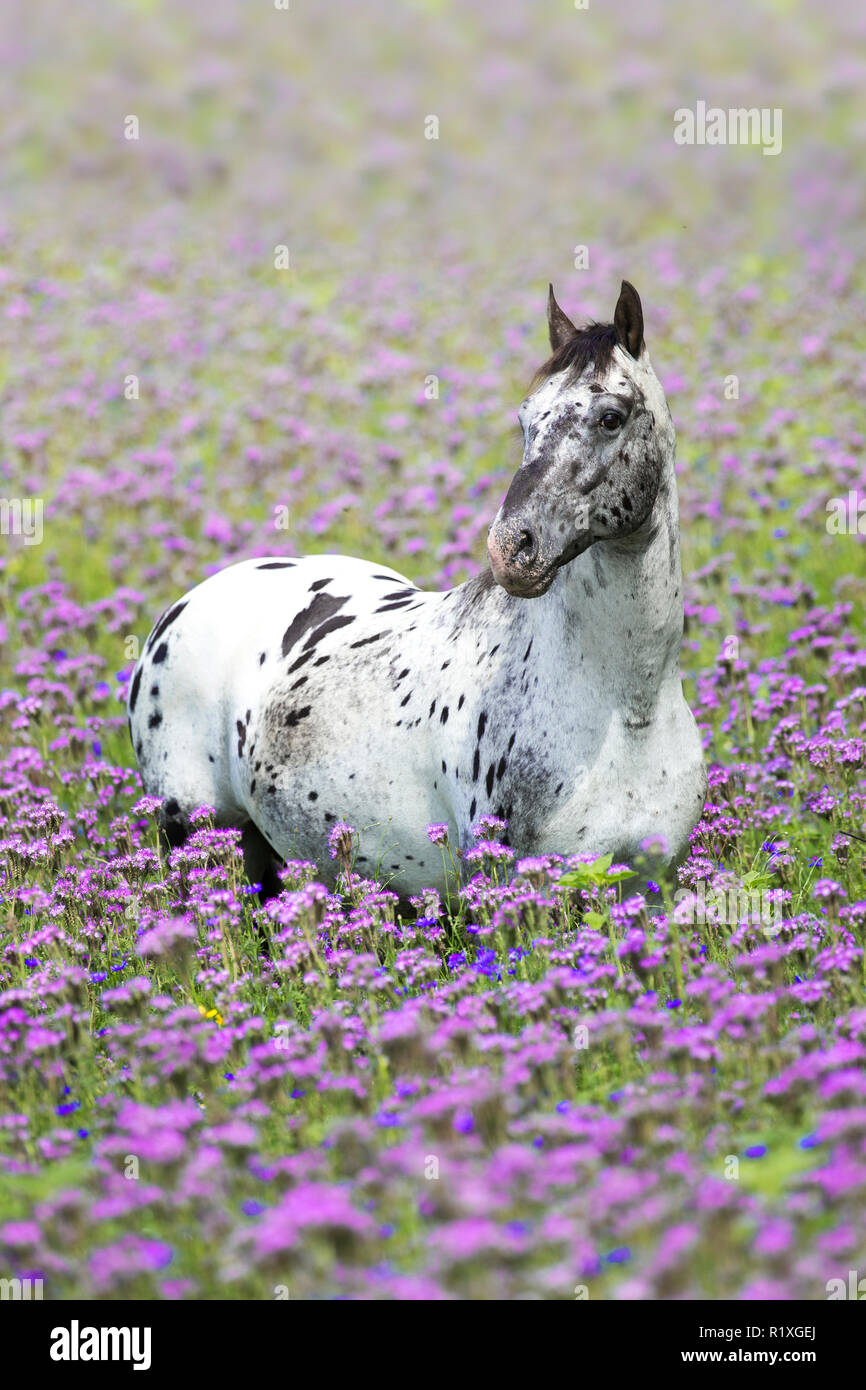 Knabstrup Horse. Leopard-spotted stallion standing in a field of flowering Lacy Phacelia. Germany Stock Photo