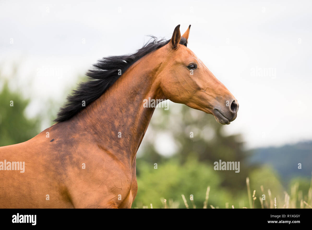 Holsteiner Horse. Portrait of bay mare, with mane flowing. Germany Stock  Photo - Alamy