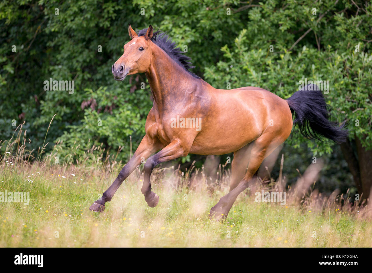 Holsteiner Horse. Bay mare galloping on a meadow. Germany Stock Photo -  Alamy