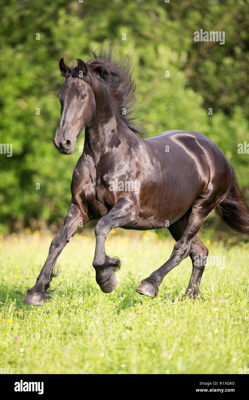 Frisian Horse. Mare galloping on a pasture. Germany Stock Photo