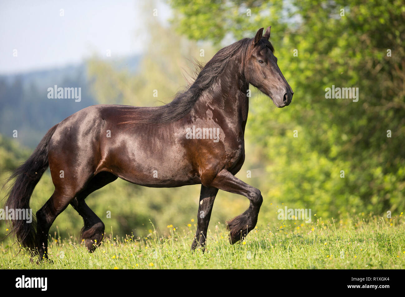 Frisian Horse. Mare trotting on a pasture. Germany Stock Photo