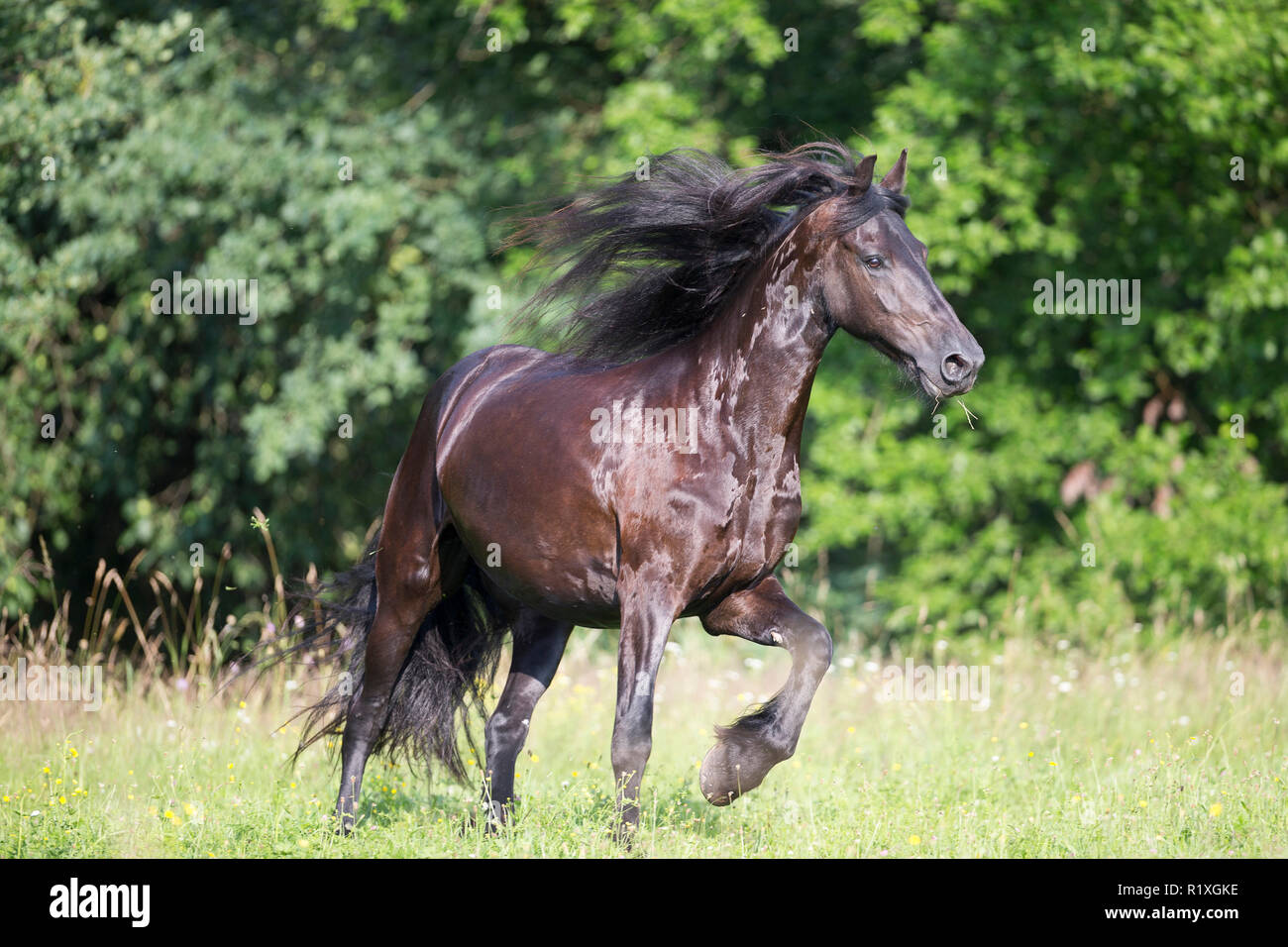 Frisian Horse. Mare trotting on a pasture. Germany Stock Photo