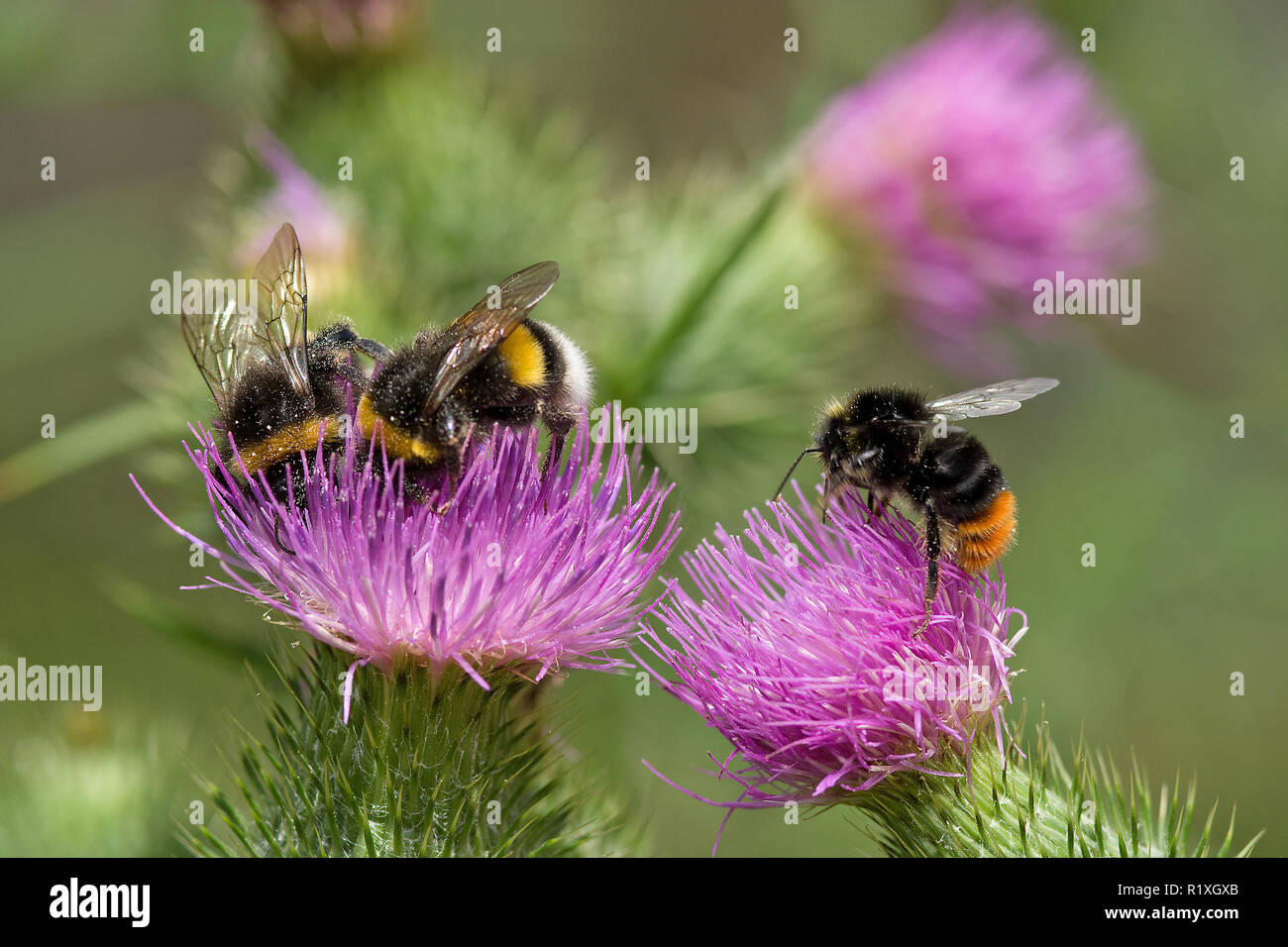 Buff-tailed Bumble Bees (Bombus terrestris) and Red-tailed Bumblebee (Bombus lapidarius) drinking nectar from a flower of a Bull Thistle (Cirsium vulgare). Germany Stock Photo