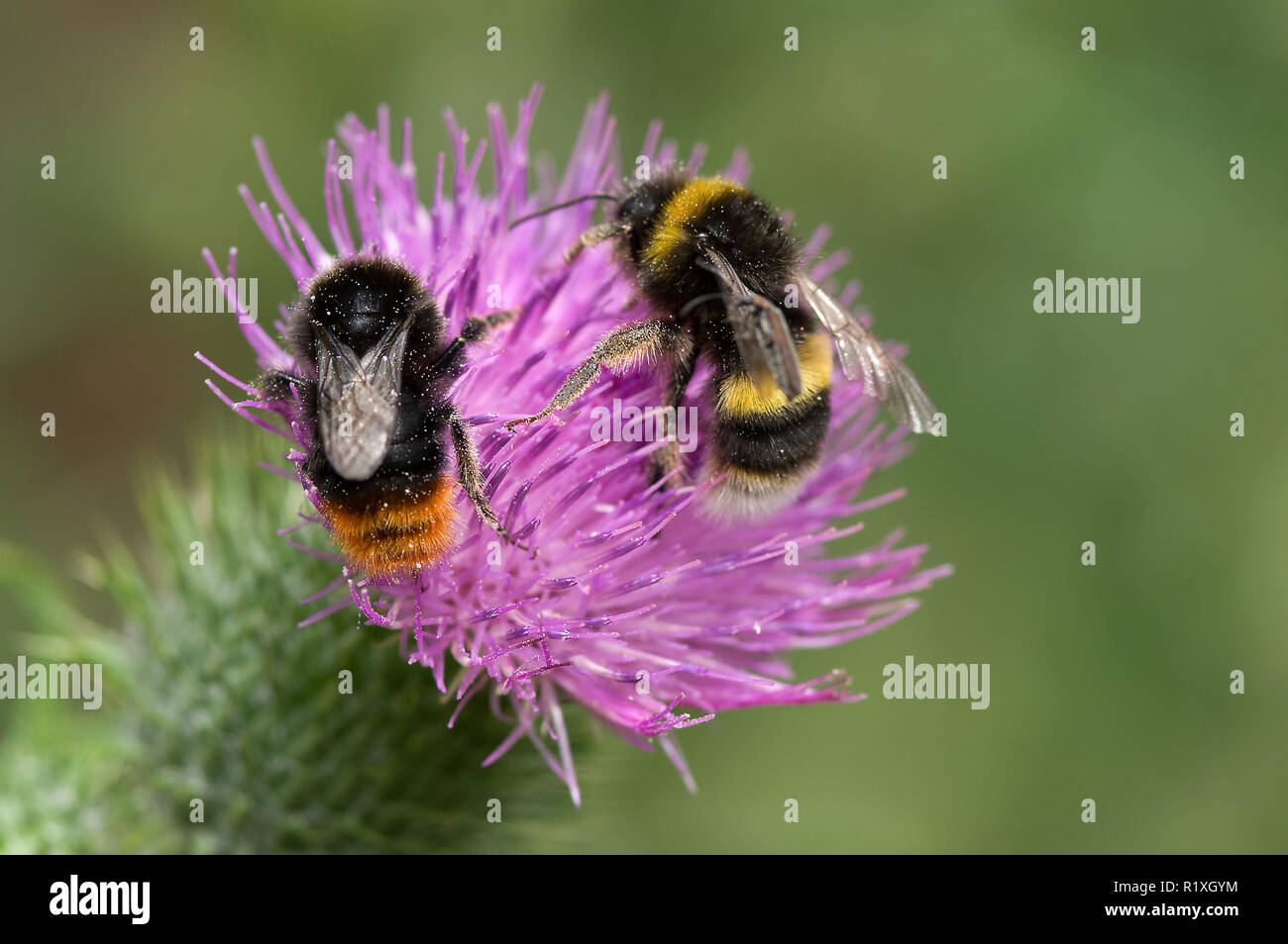 Buff-tailed Bumble Bee (Bombus terrestris) and Red-tailed Bumblebee (Bombus lapidarius) drinking nectar from a flower of a Bull Thistle (Cirsium vulgare). Germany Stock Photo