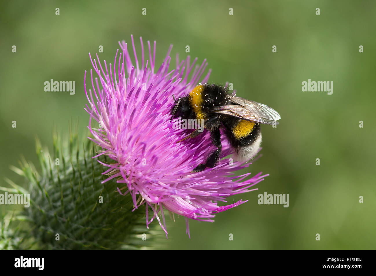 Buff-tailed Bumble Bee (Bombus terrestris) drinking nectar from a flower of a Bull Thistle (Cirsium vulgare). Germany Stock Photo
