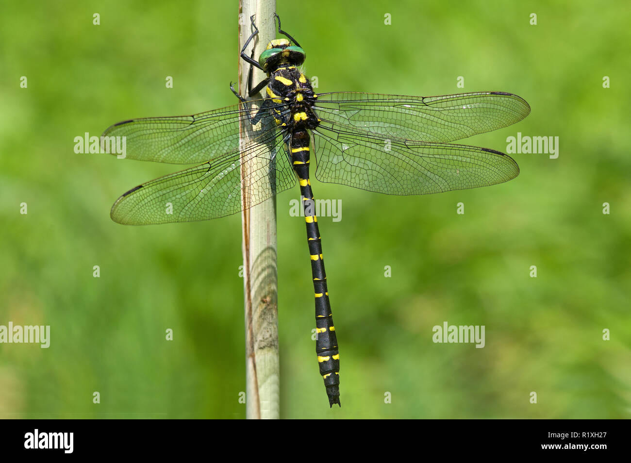 Golden-ringed Dragonfly (Cordulegaster boltoni) resting on reed stalk. Germany Stock Photo