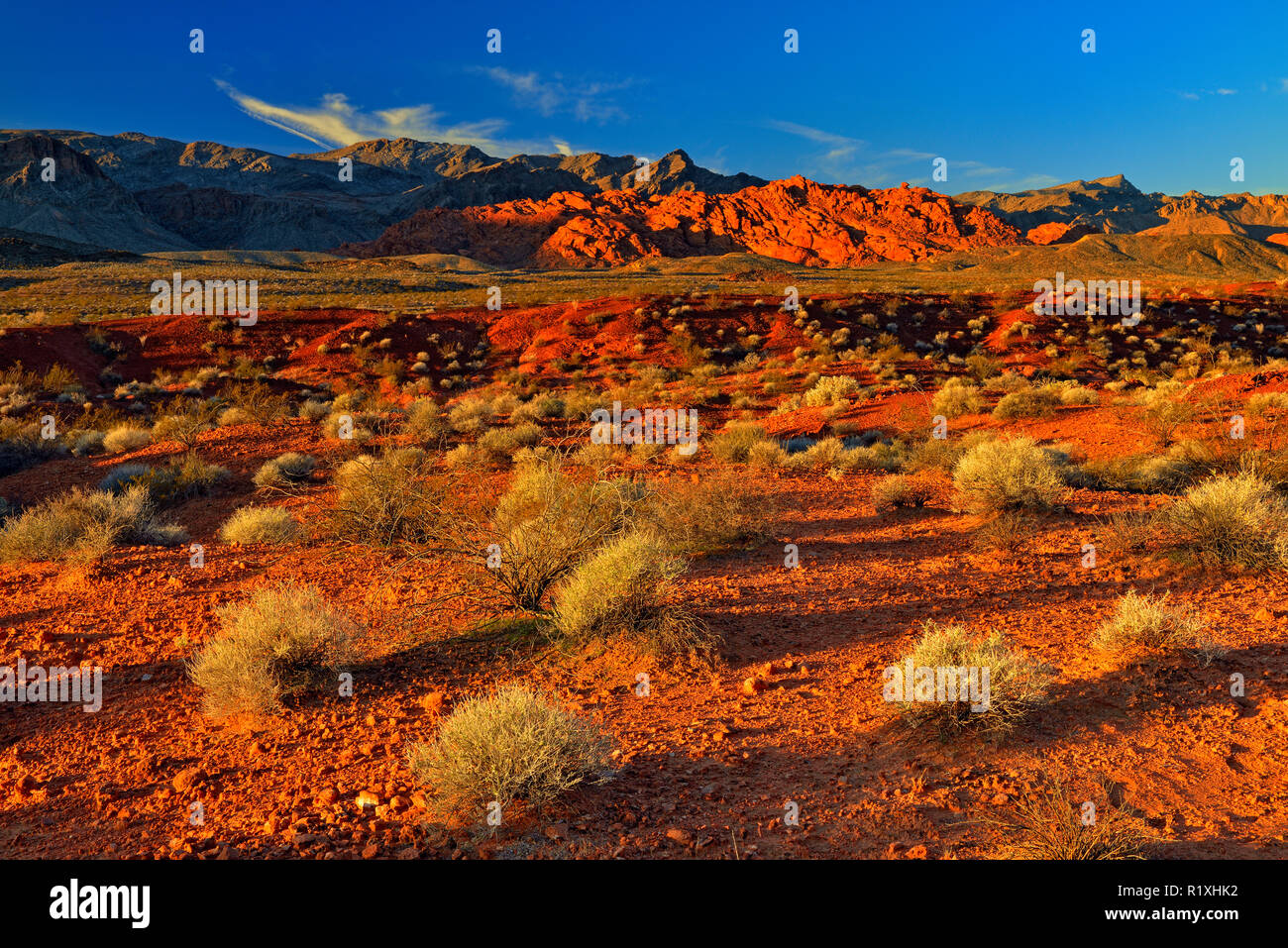 Rock formations and Mojave desert scrub community , Valley of Fire State Park, Nevada, USA Stock Photo