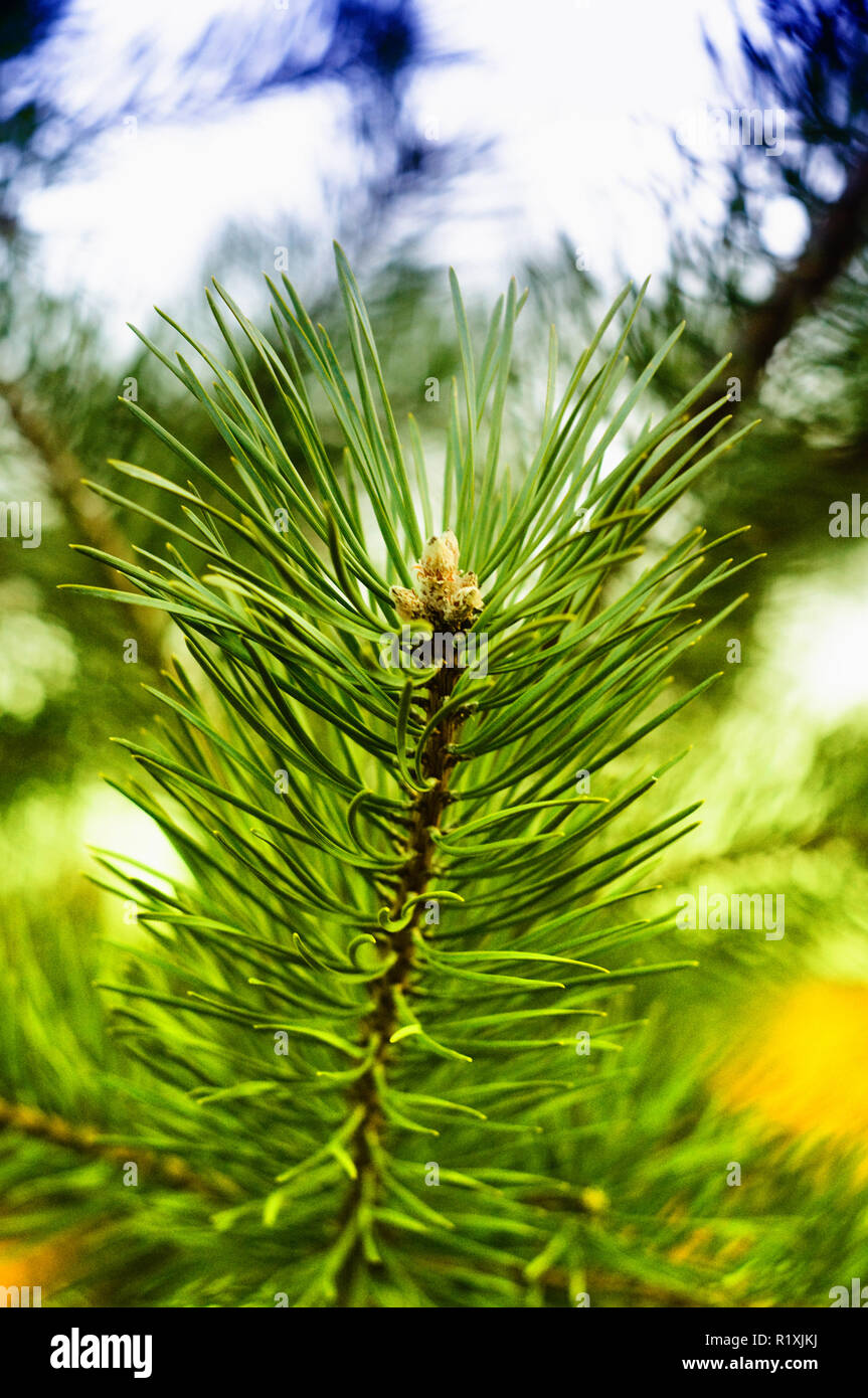Colorful fresh green young pine branch close-up. Stock Photo