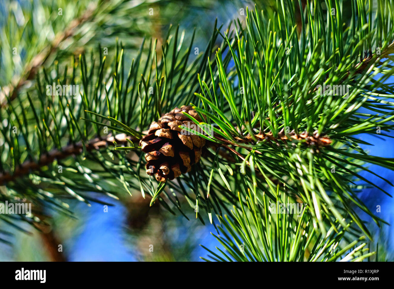 Colorful fresh green young pine branch with a cone close-up. Stock Photo