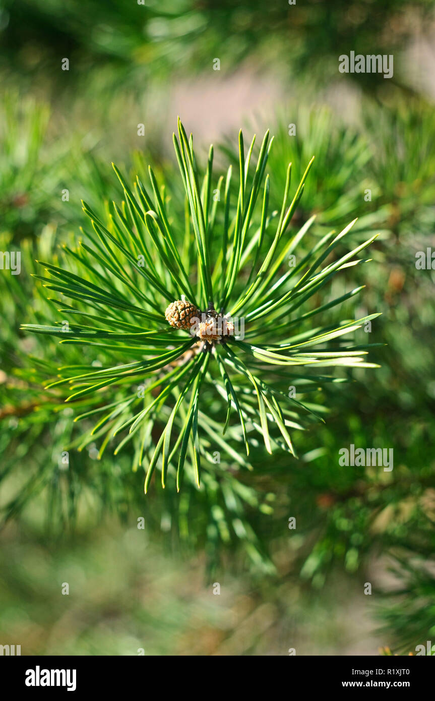 Colorful fresh green young pine branch close-up. Stock Photo